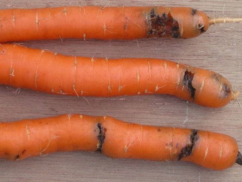 Как победить морковную муху на моркови